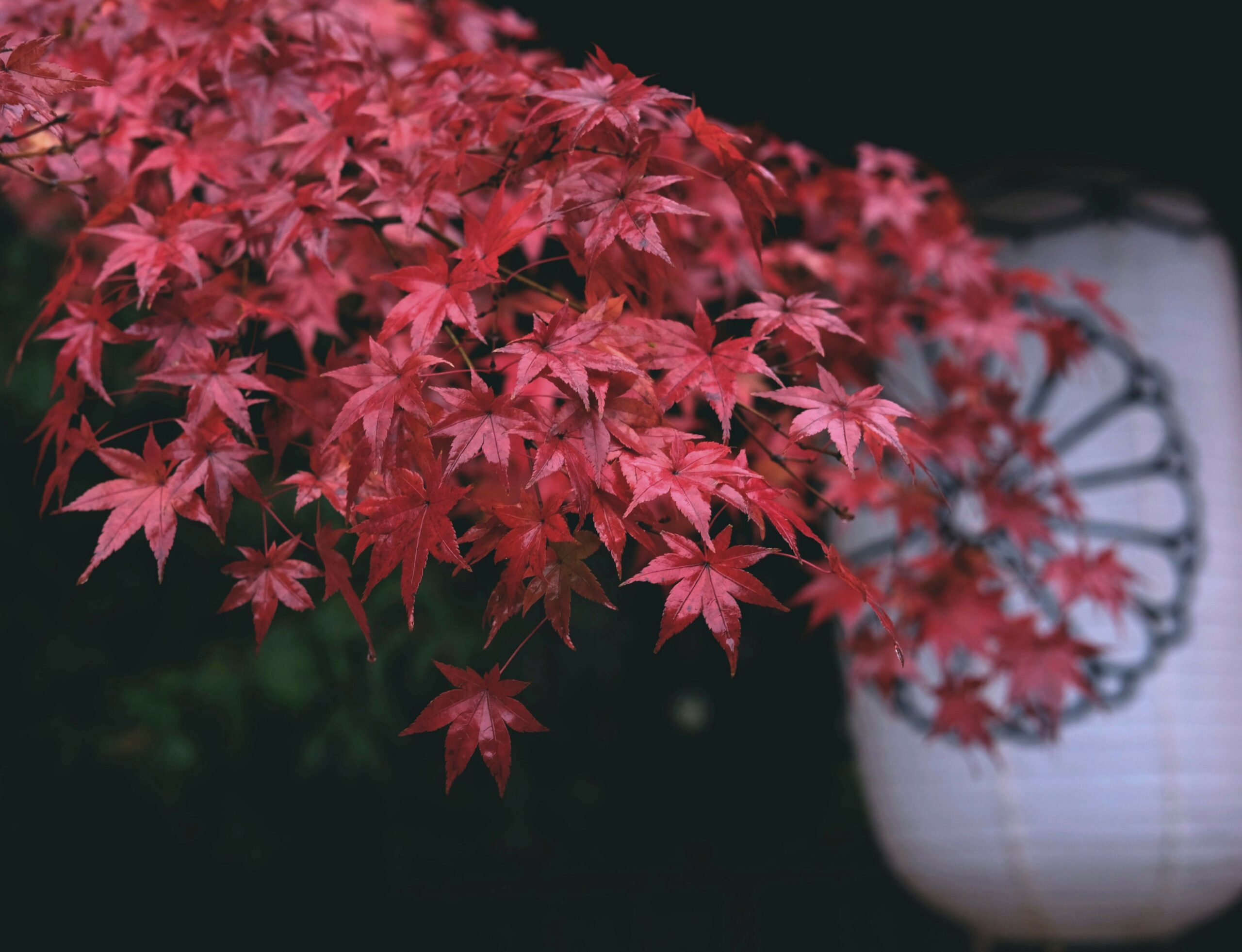 how to grow a japanese maple