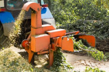 best time of year to remove a tree