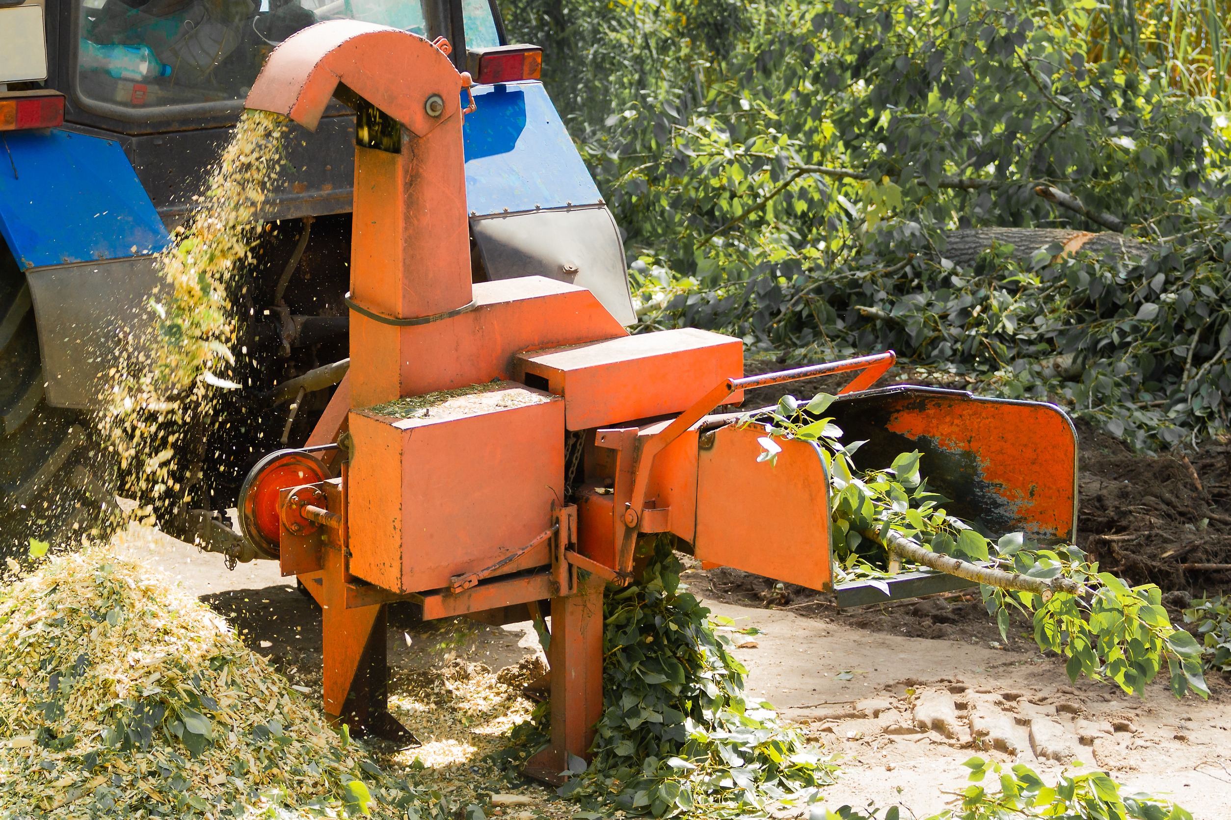 What is the Best Time of Year to Remove a Tree?