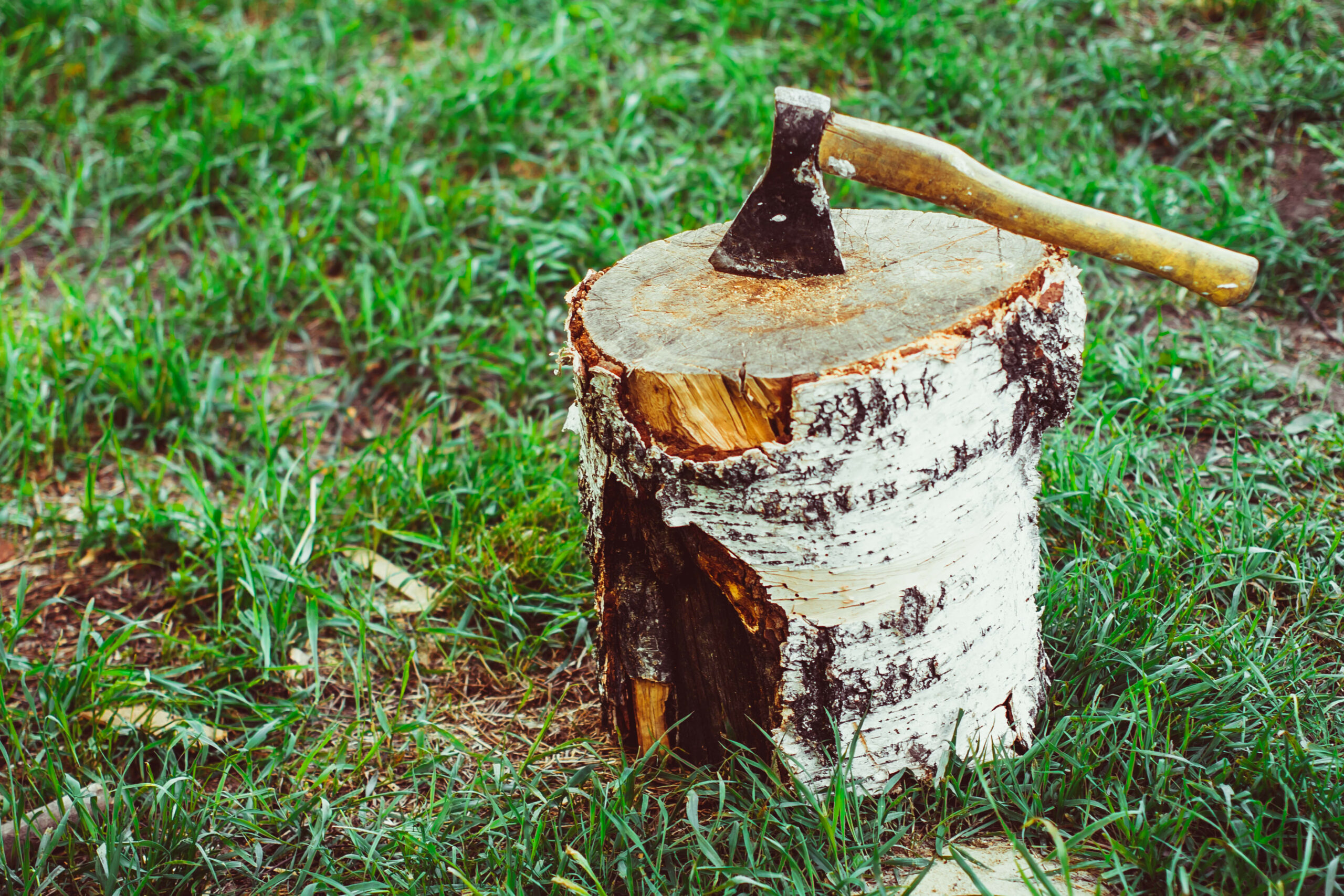 remove stump with ax