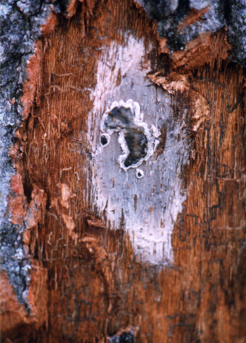 spore mat of a tree with oak wilt