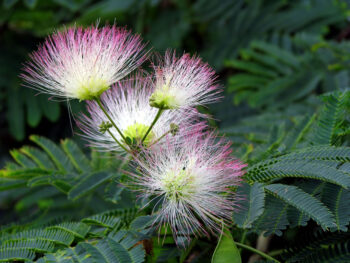 are mimosa trees invasive?