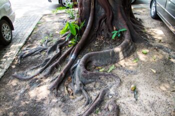 do tree roots damage foundation