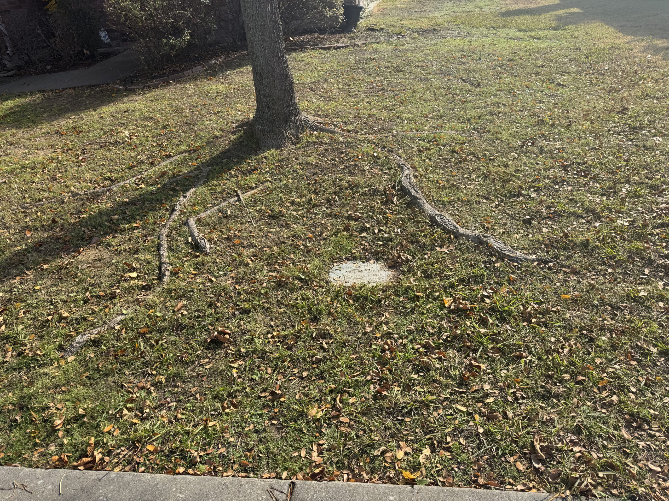 tree roots can damage foundation