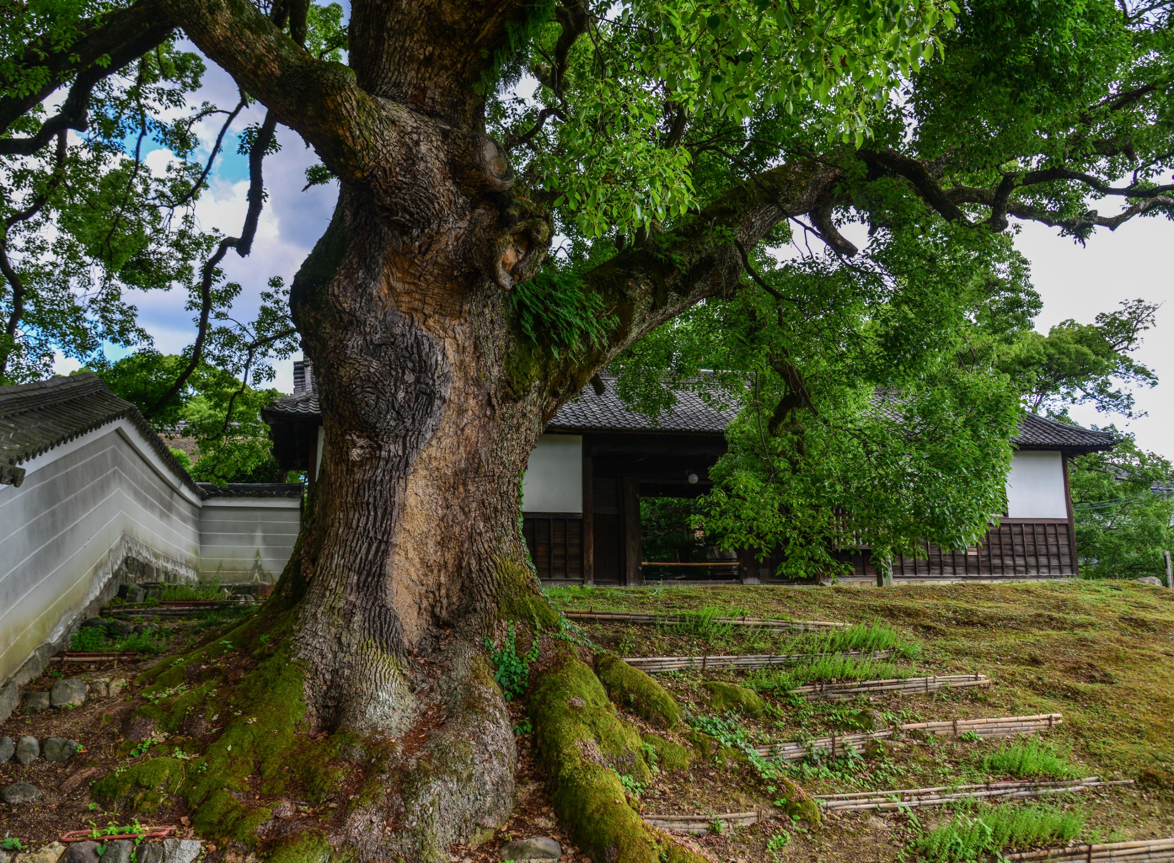 do tree roots damage foundation