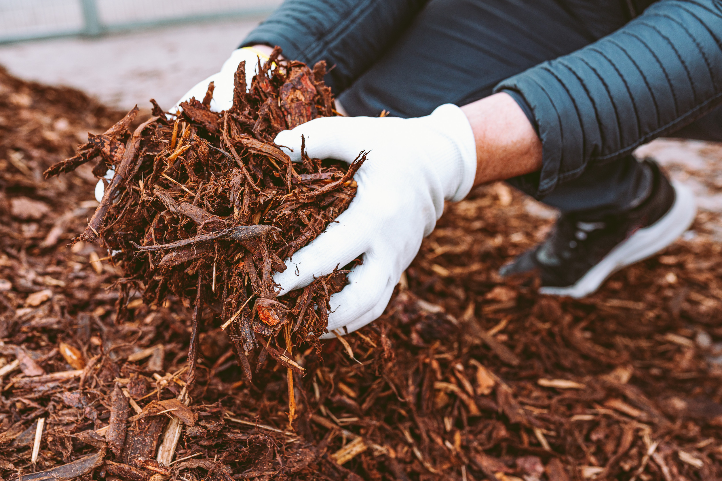 winter tree protection tips