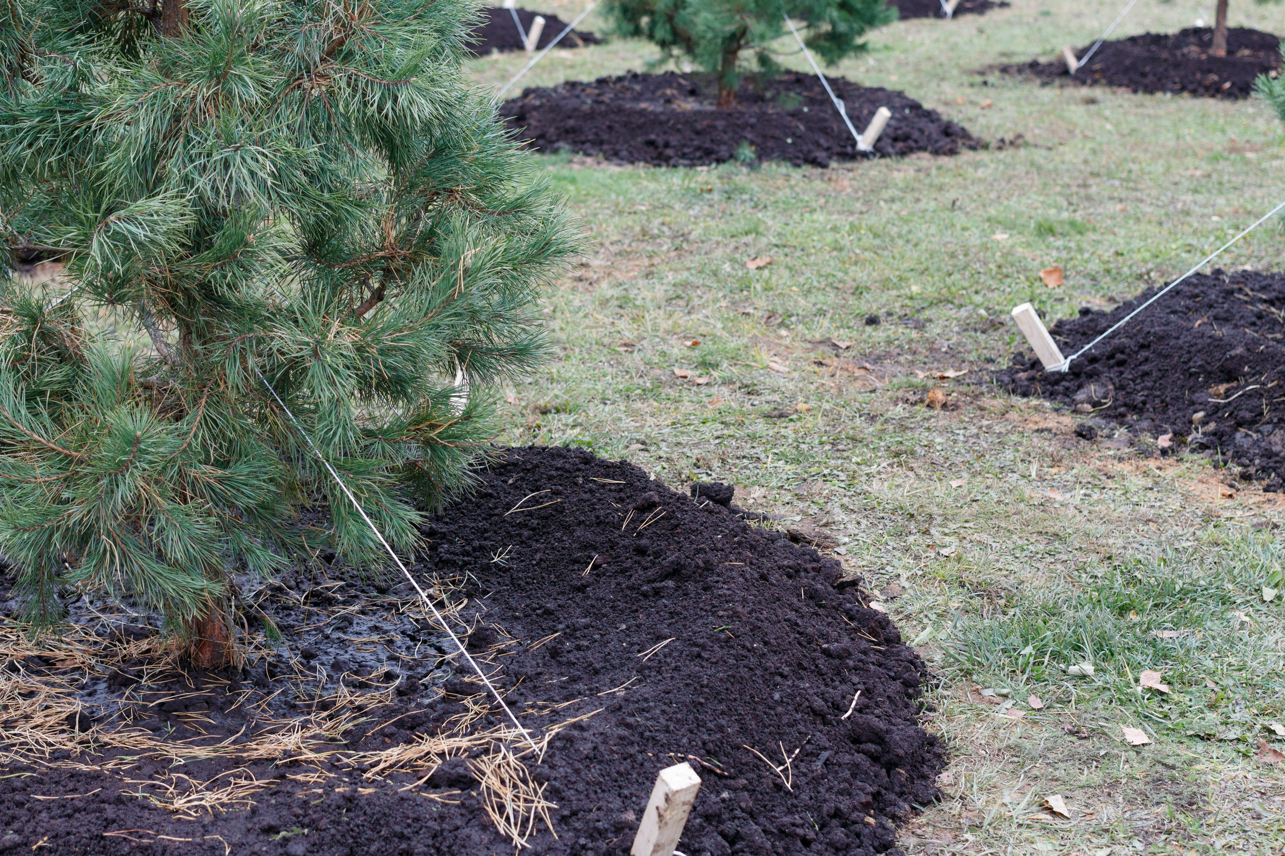 protect trees in winter