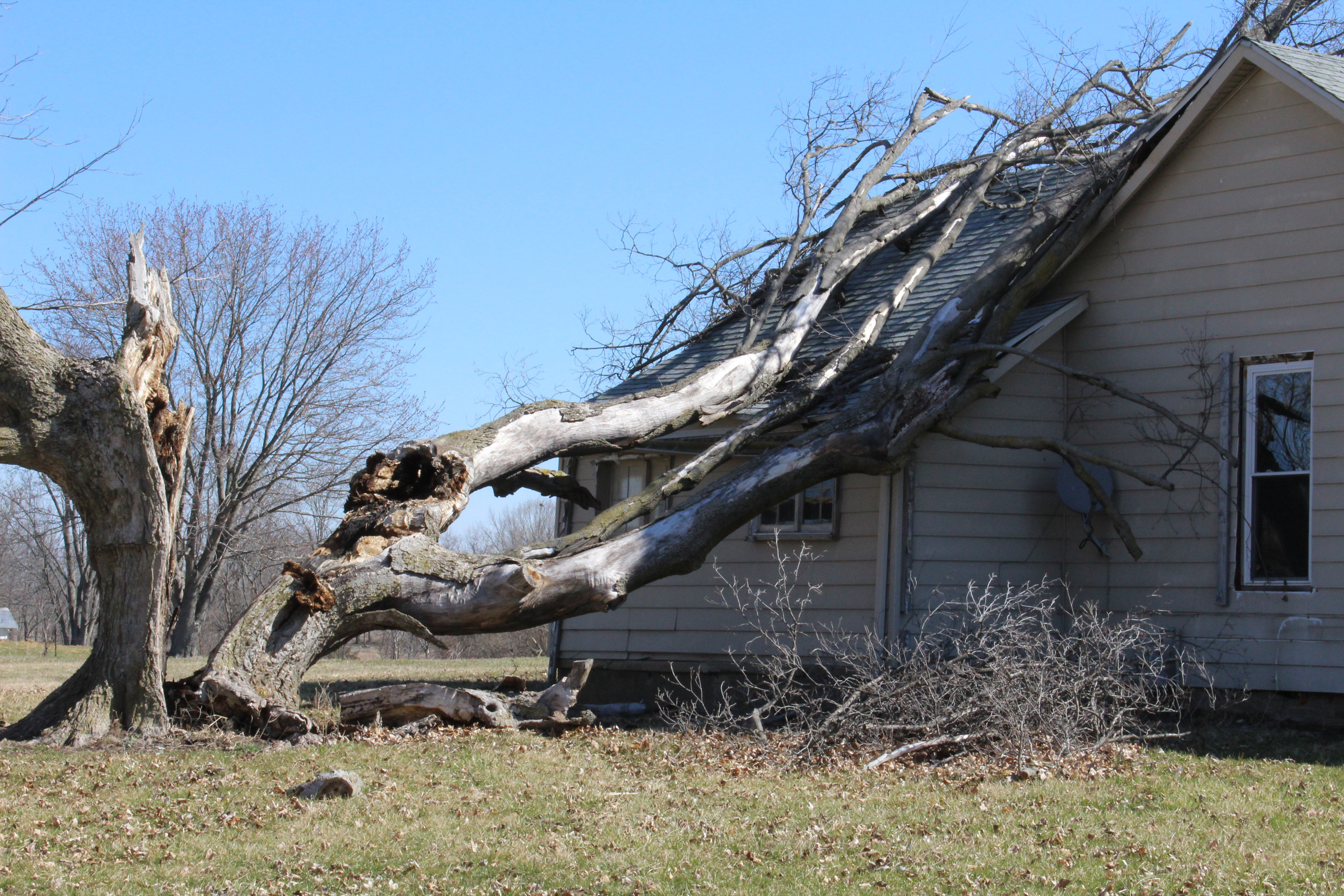 everything you need to consider before removing a tree