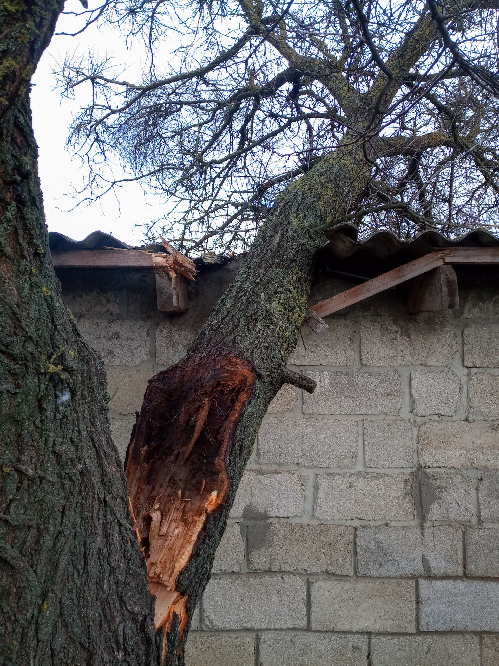 emergency services torres tree service
