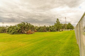 storm damaged trees
