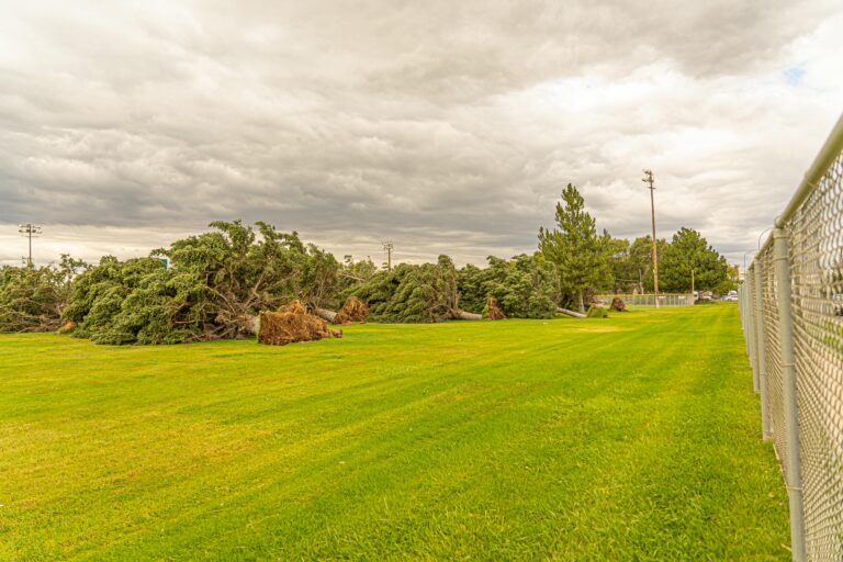 storm damaged trees
