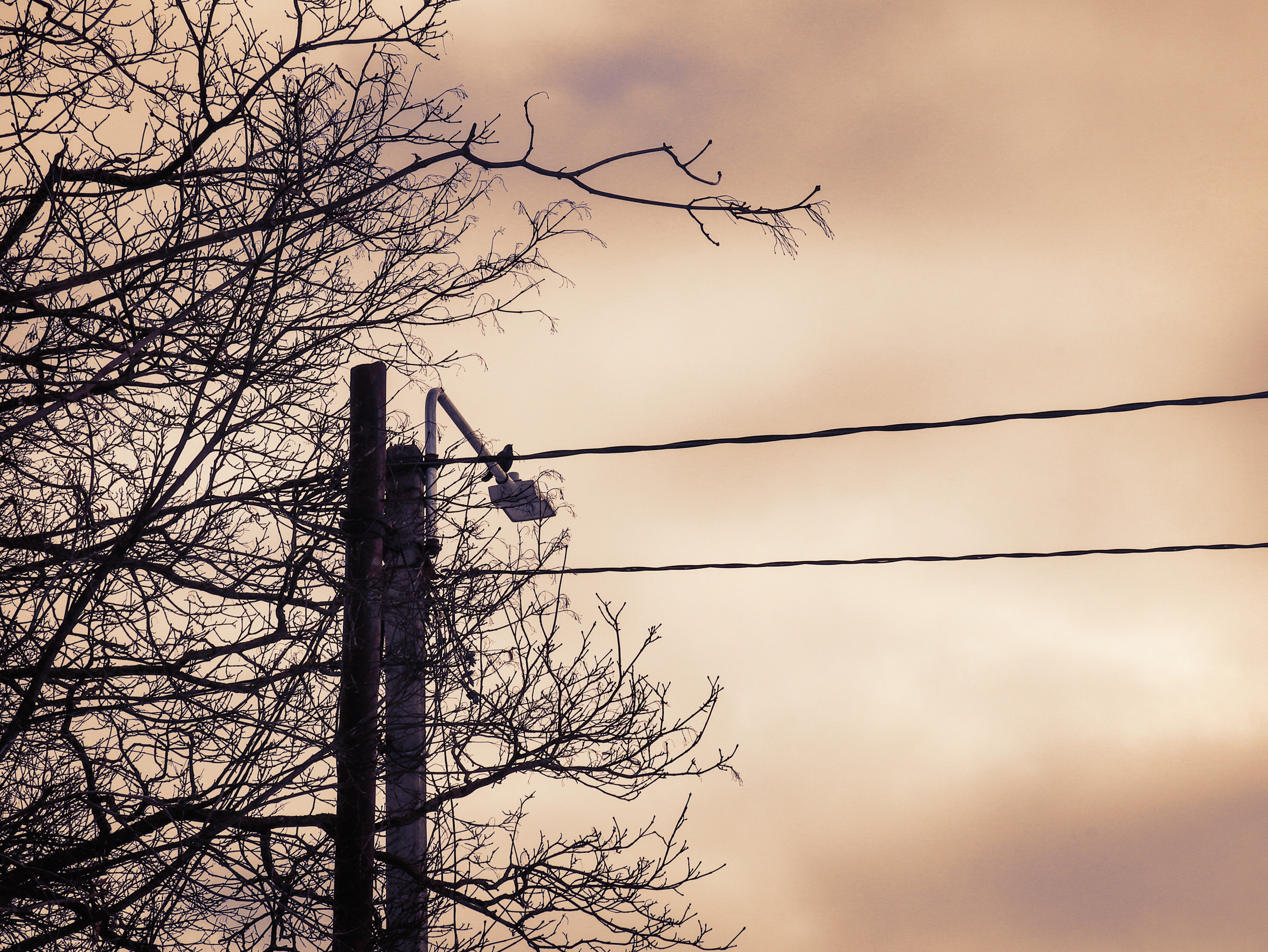 neglected tree