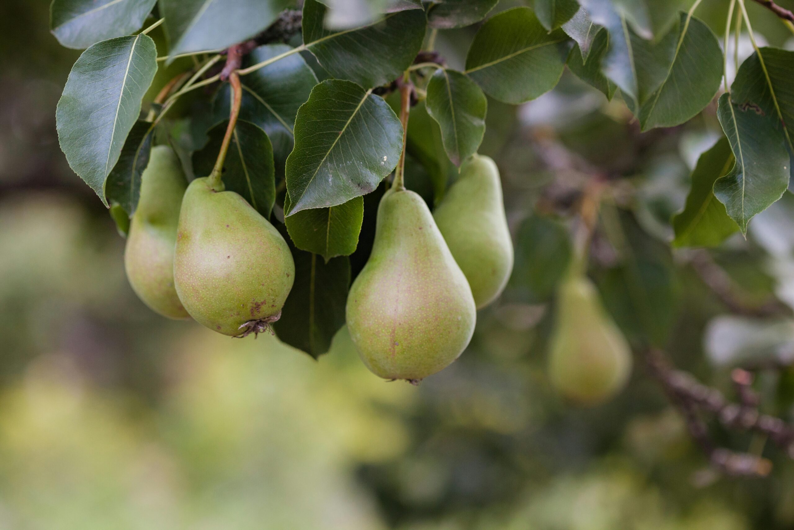bradford pear