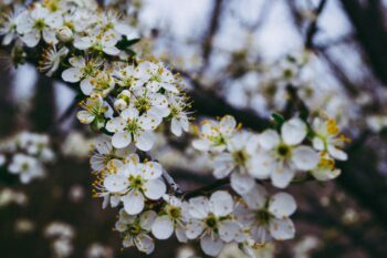 best trees to plant in north texas