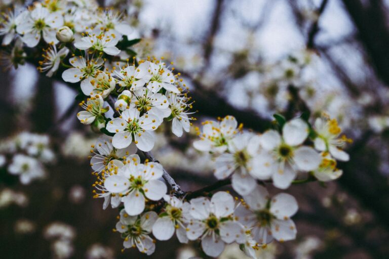 best trees to plant in north texas