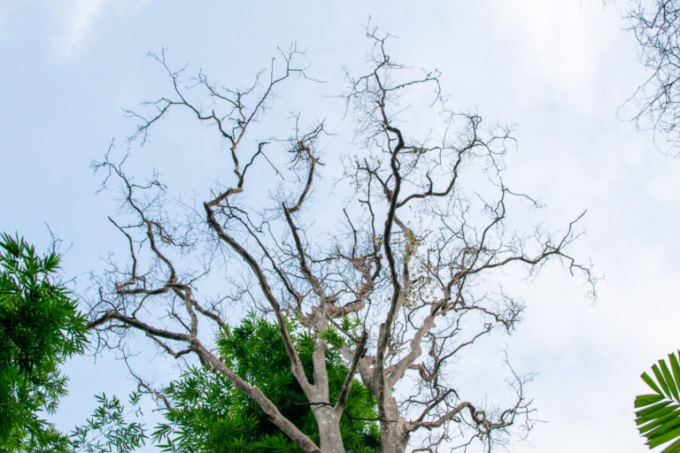 dead tree or stressed