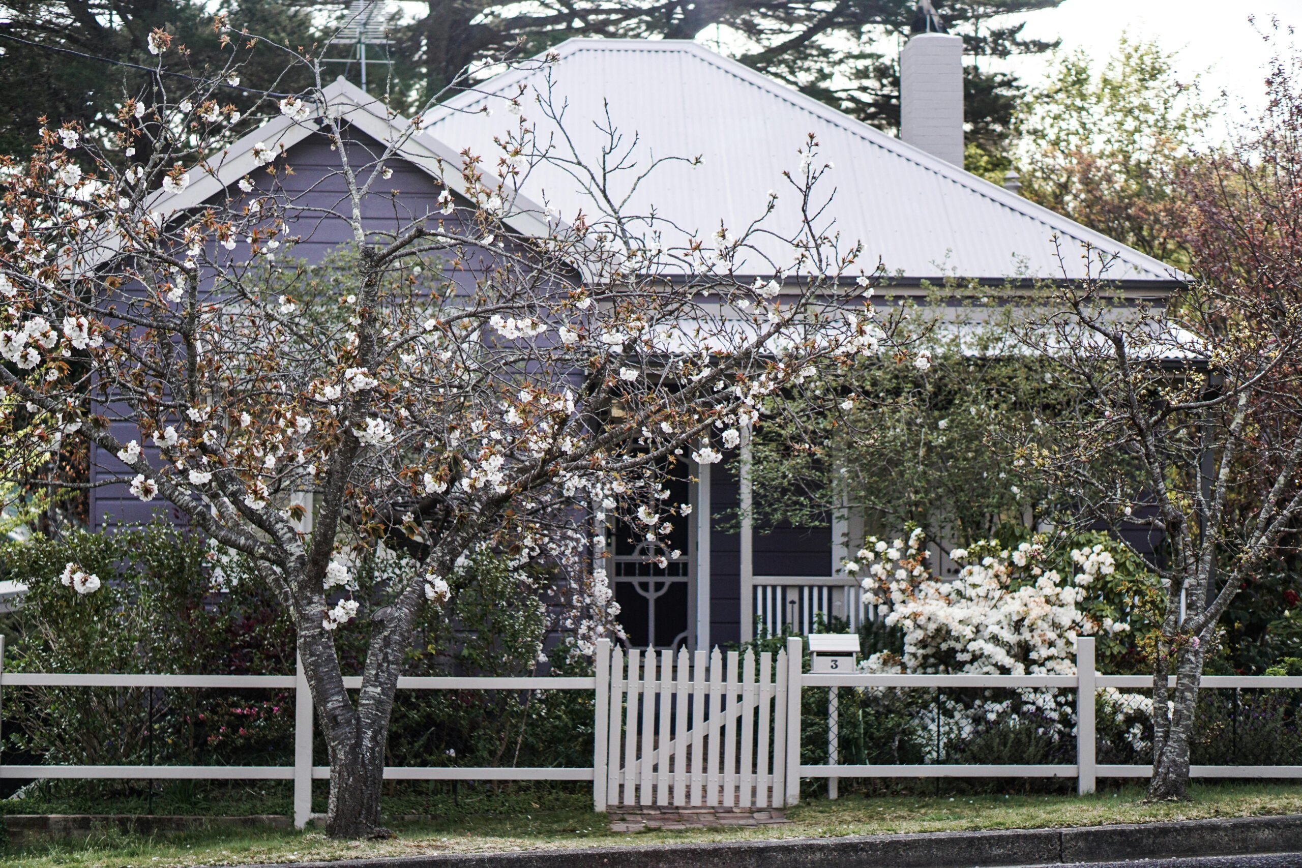 How Often to Water Trees in Summer