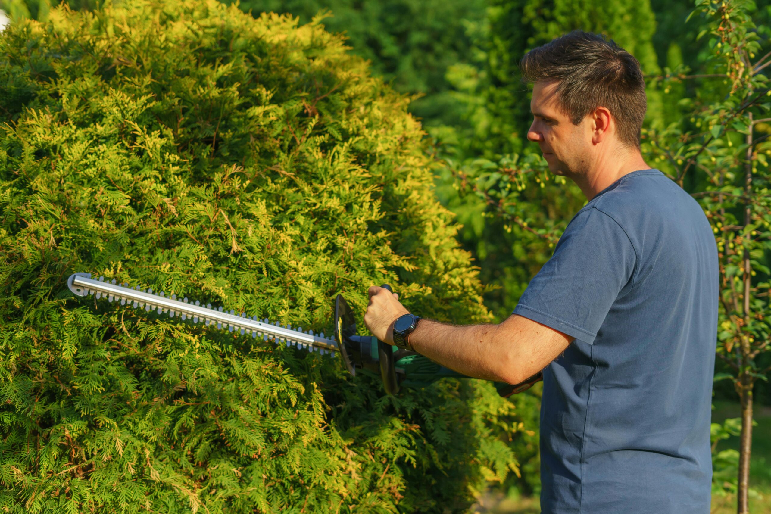Can Trees be Pruned in Summer?