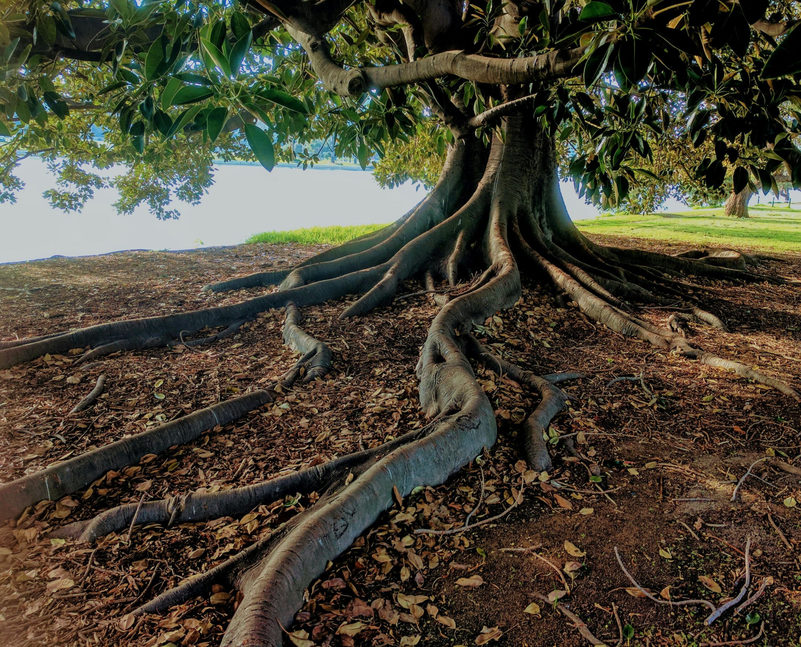 How Do You Remove Tree Roots?
