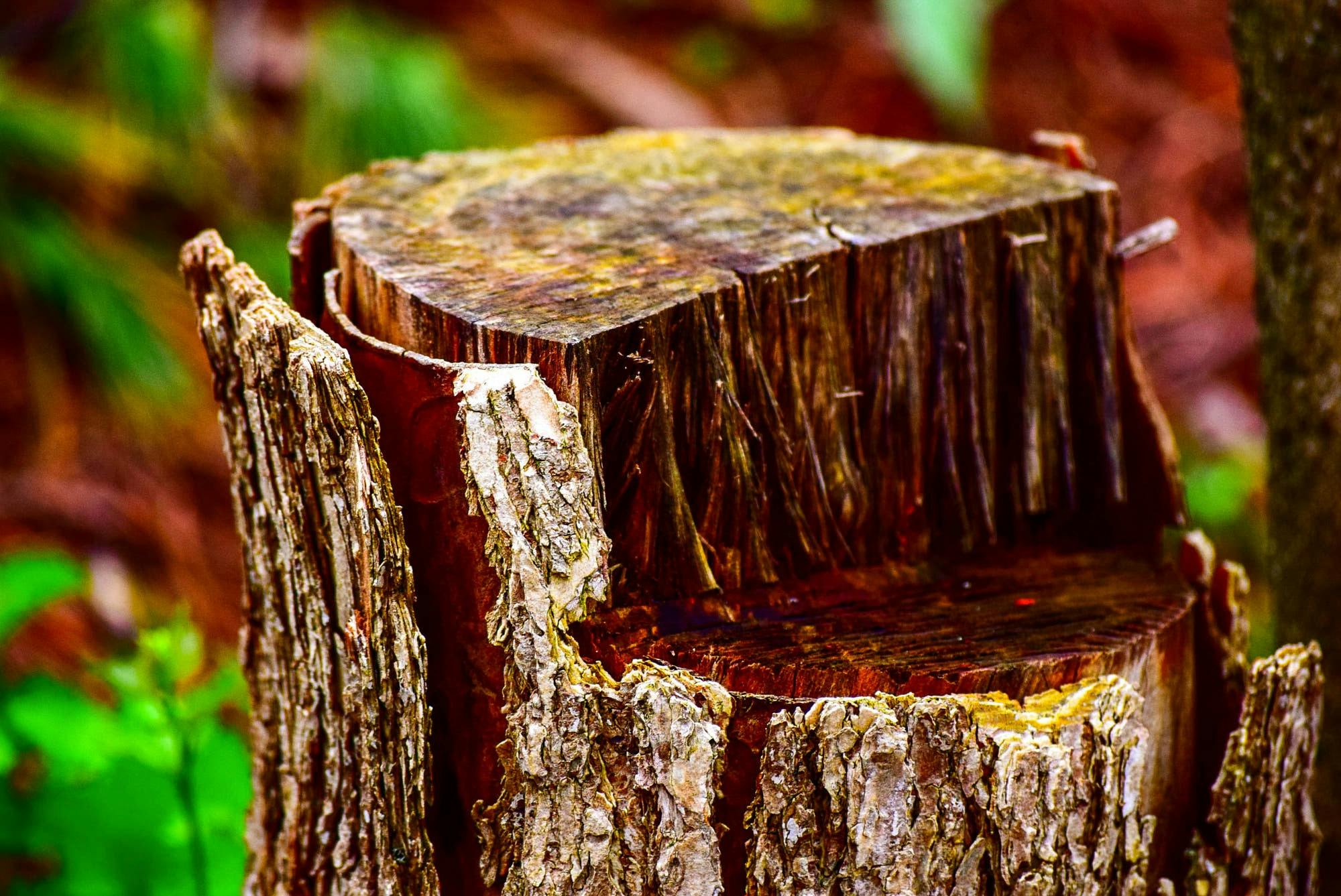 How Do You Remove Tree Stumps?