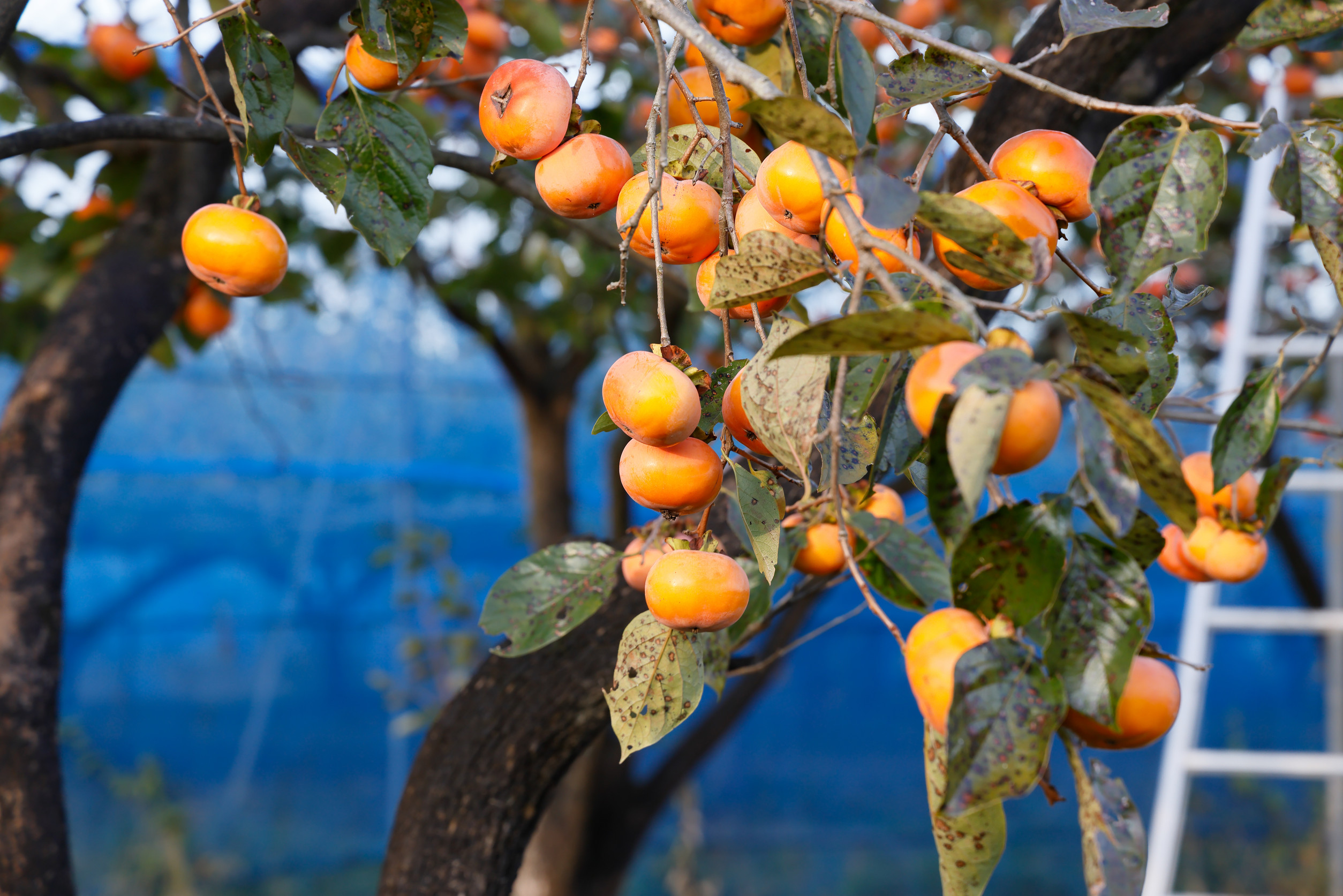 Growing a Persimmon Tree