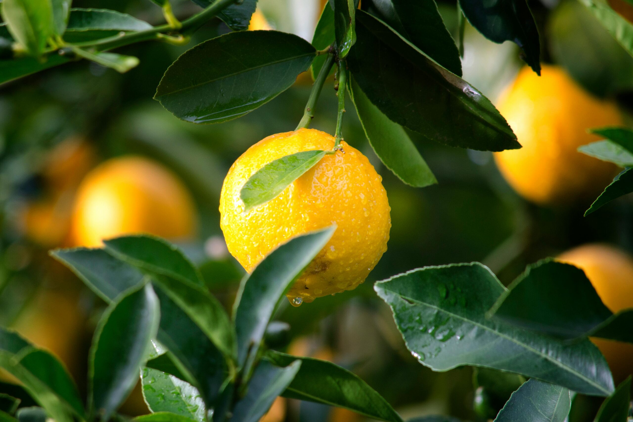 What Not to Plant Near Citrus Trees