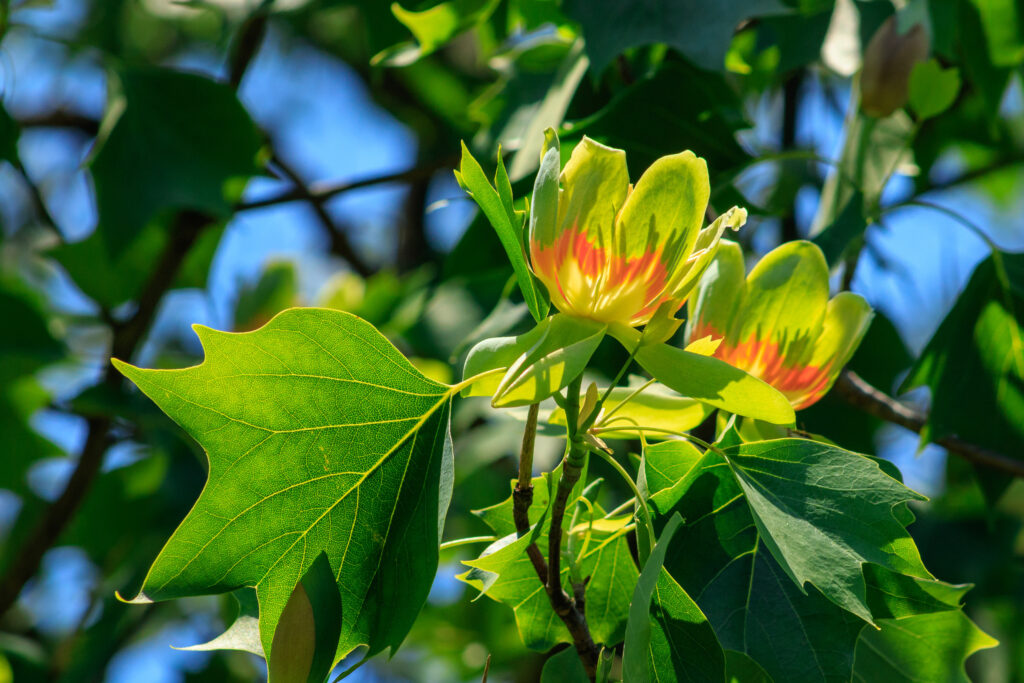 tulip tree tree services