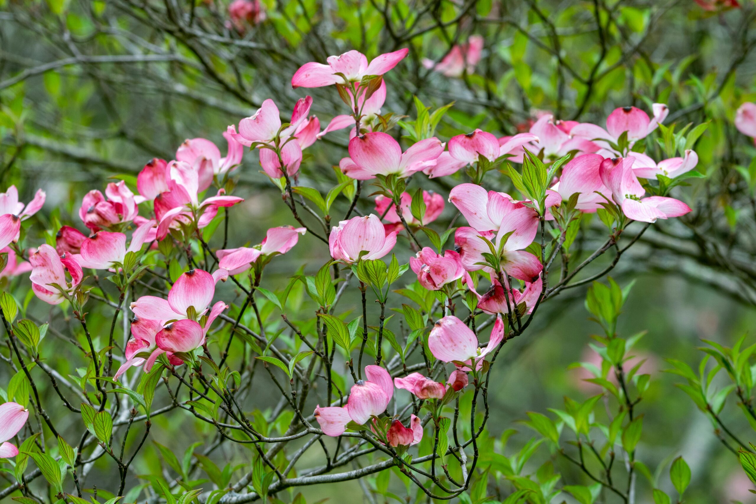 Is My Dogwood Tree Dead?