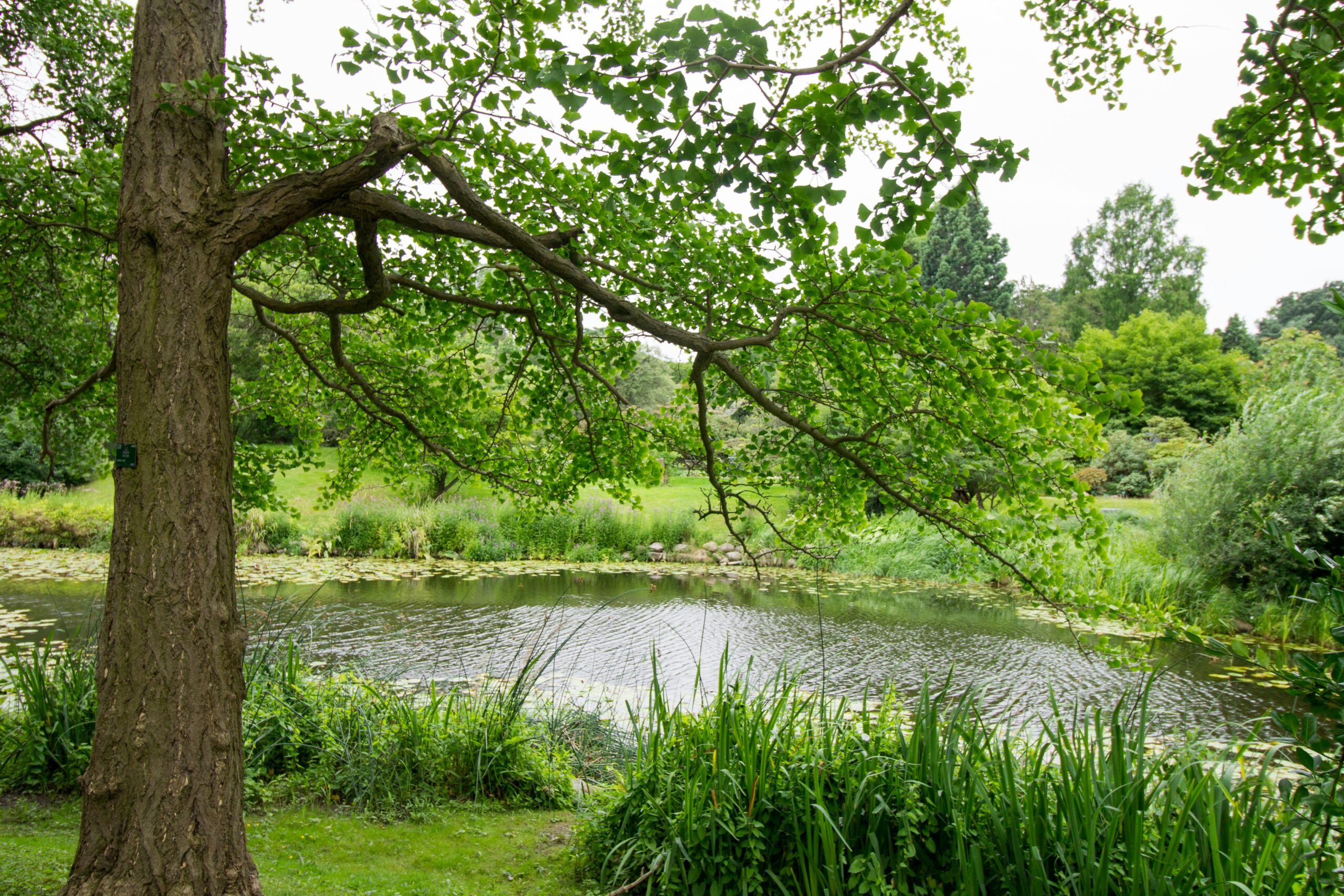 Why Planting and Caring for Trees is a Power Move for Your Property