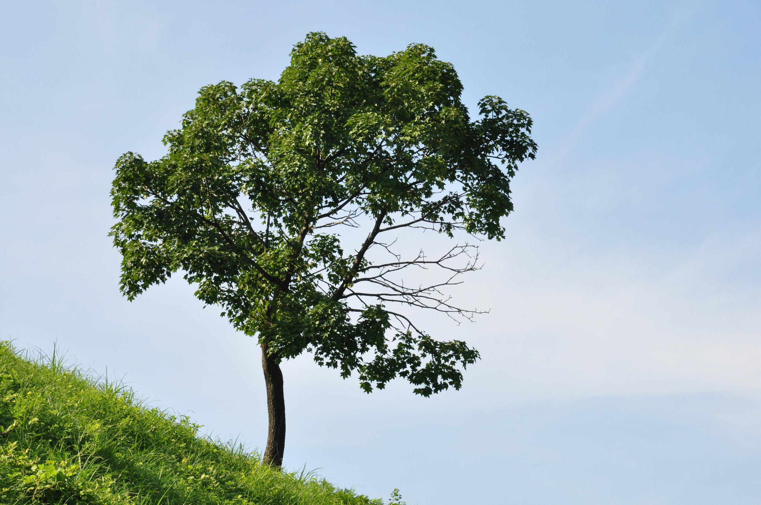 How to Remove Small Trees