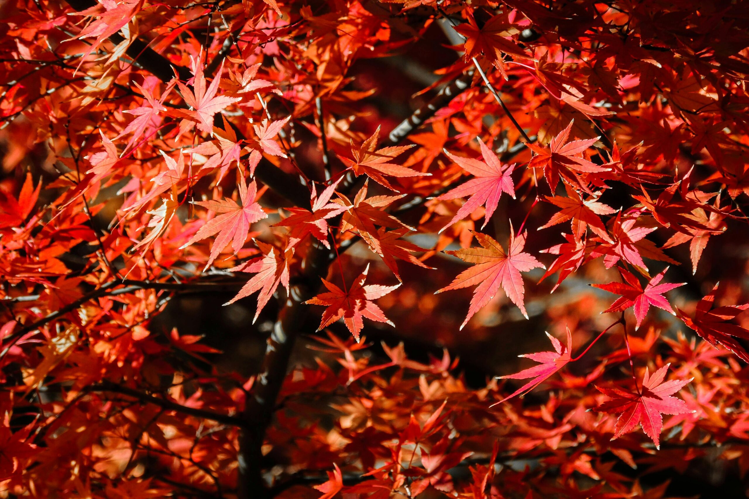 What Signals a Tree to Prepare for Winter?