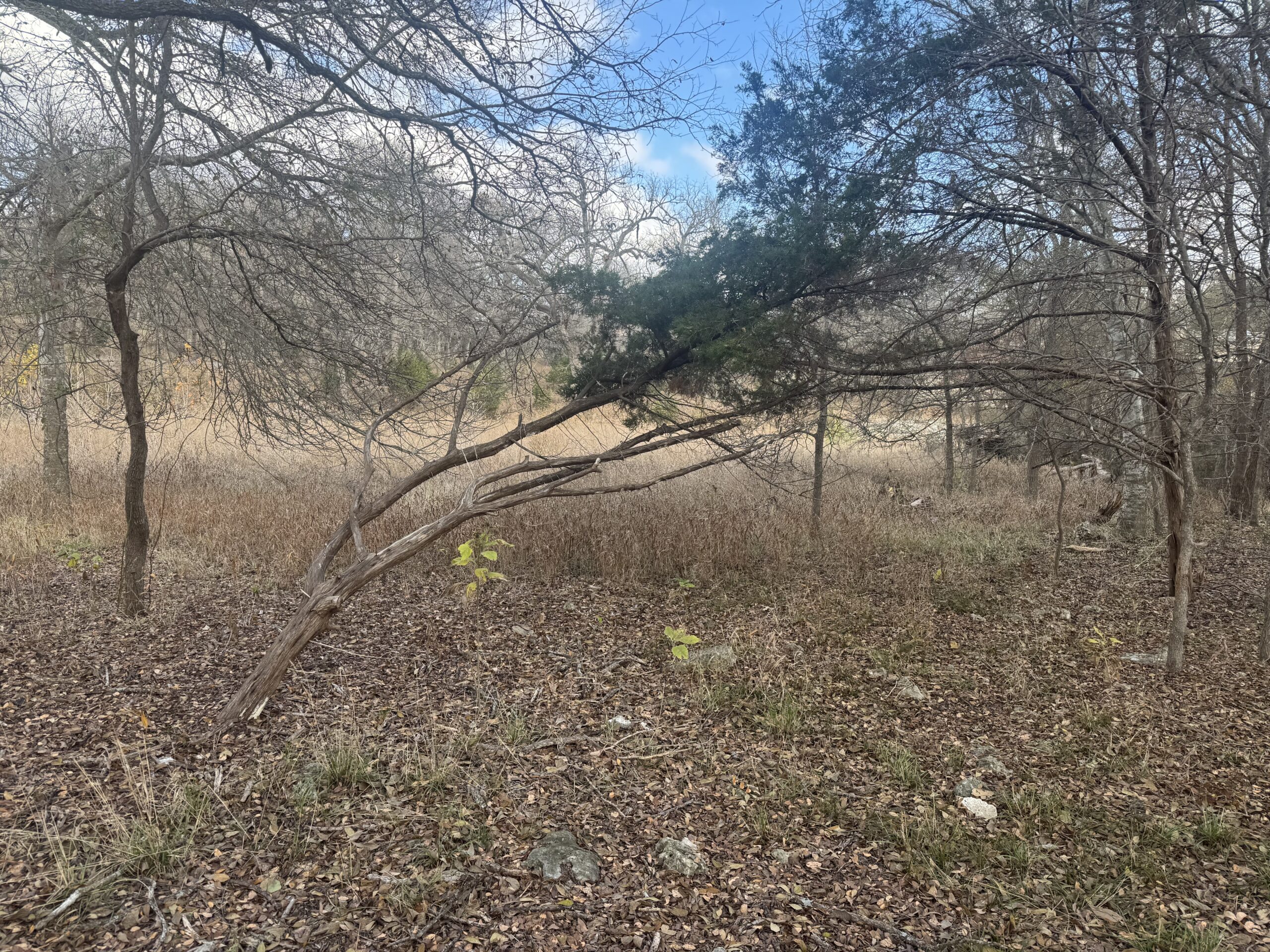 Can You Fix a Leaning Tree?