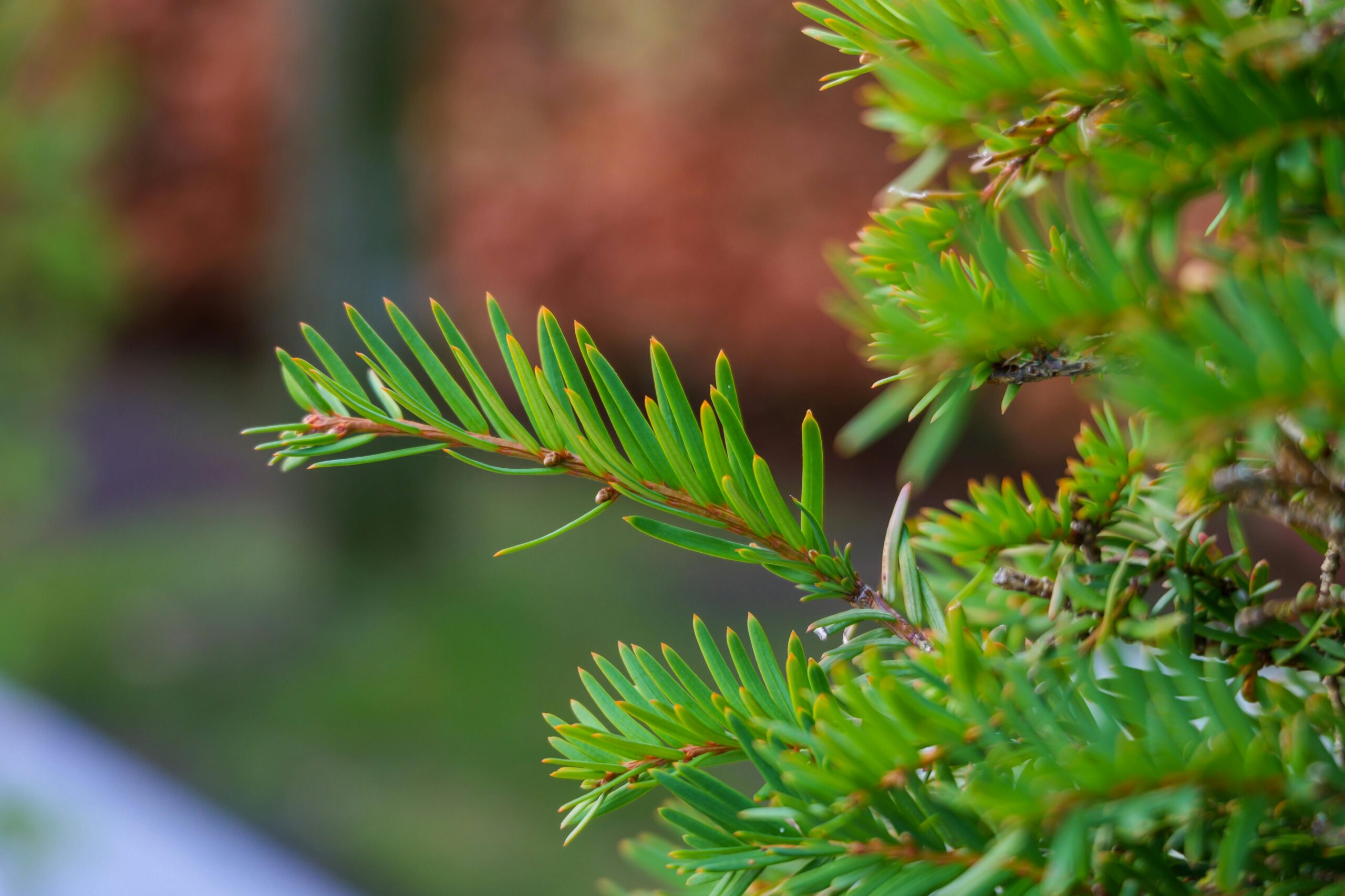 What Plants Can Survive in Winter?