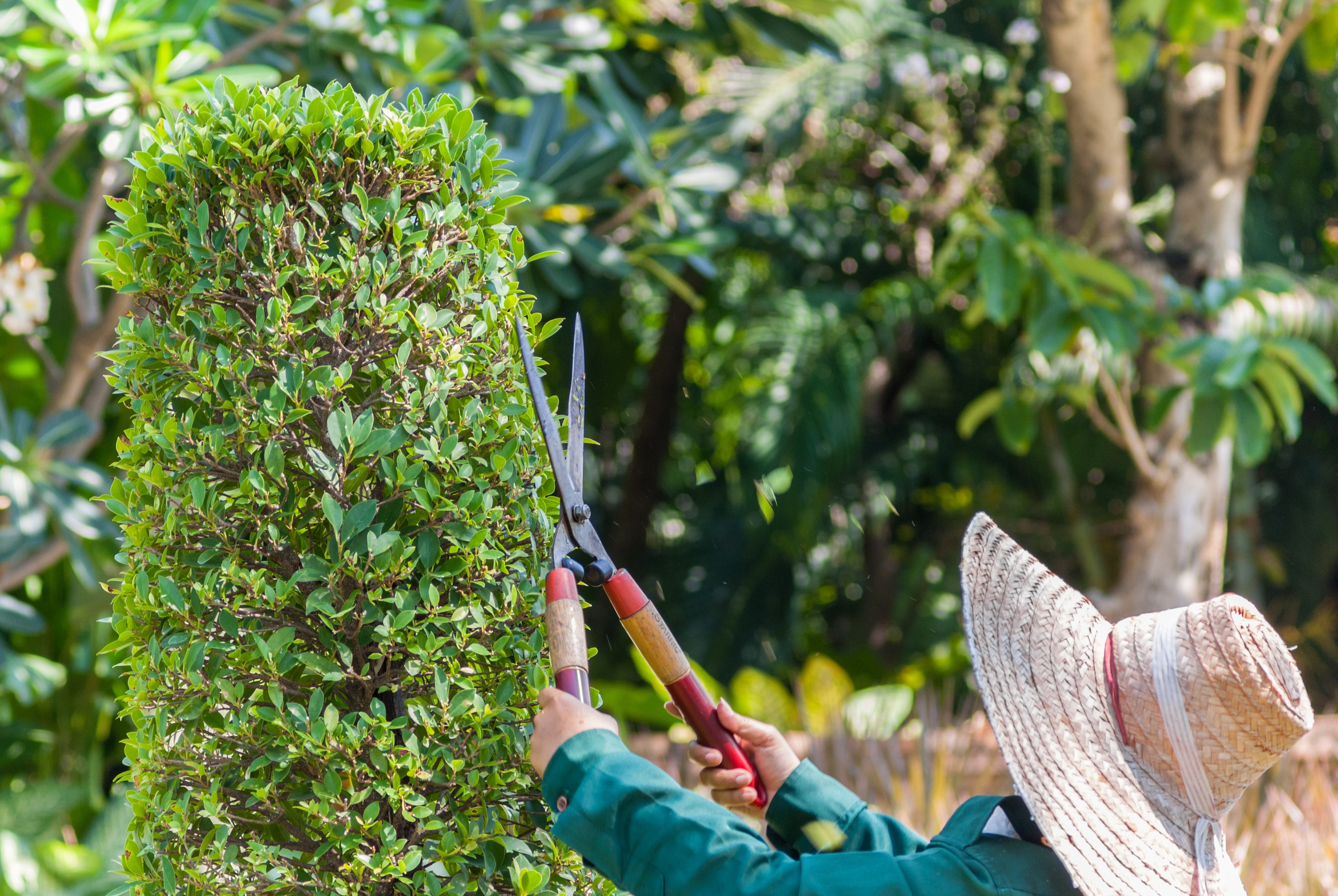 When Should You Prune a Tree?