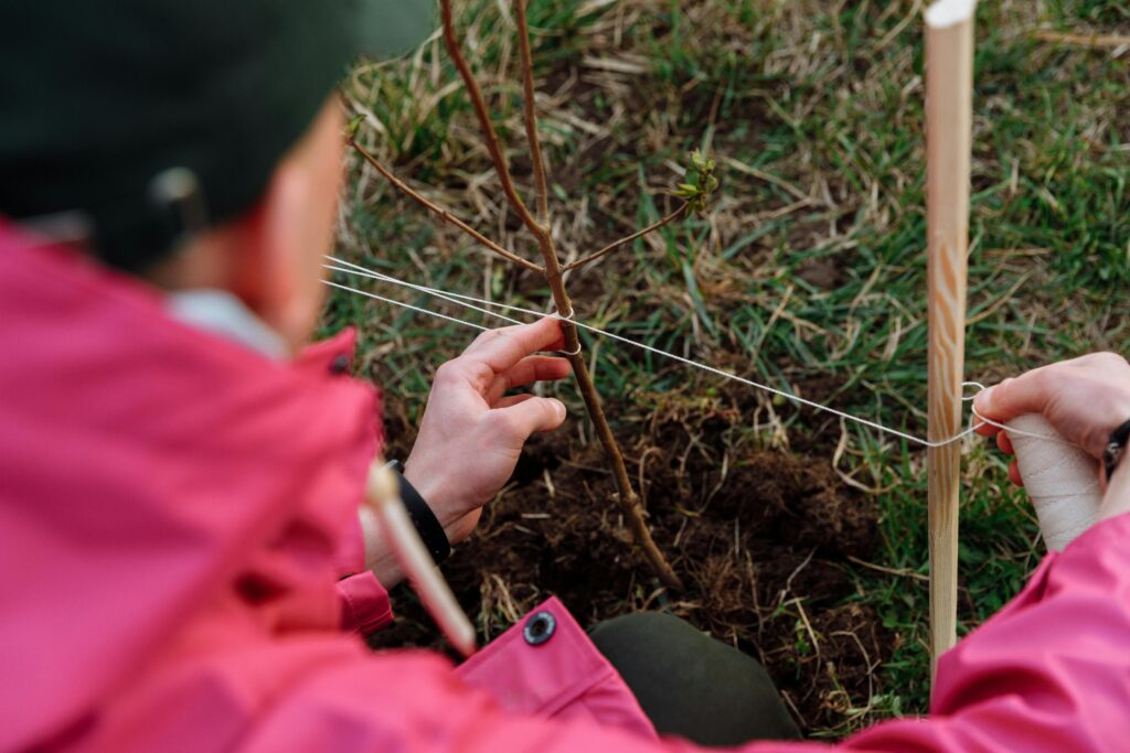 stake a new tree