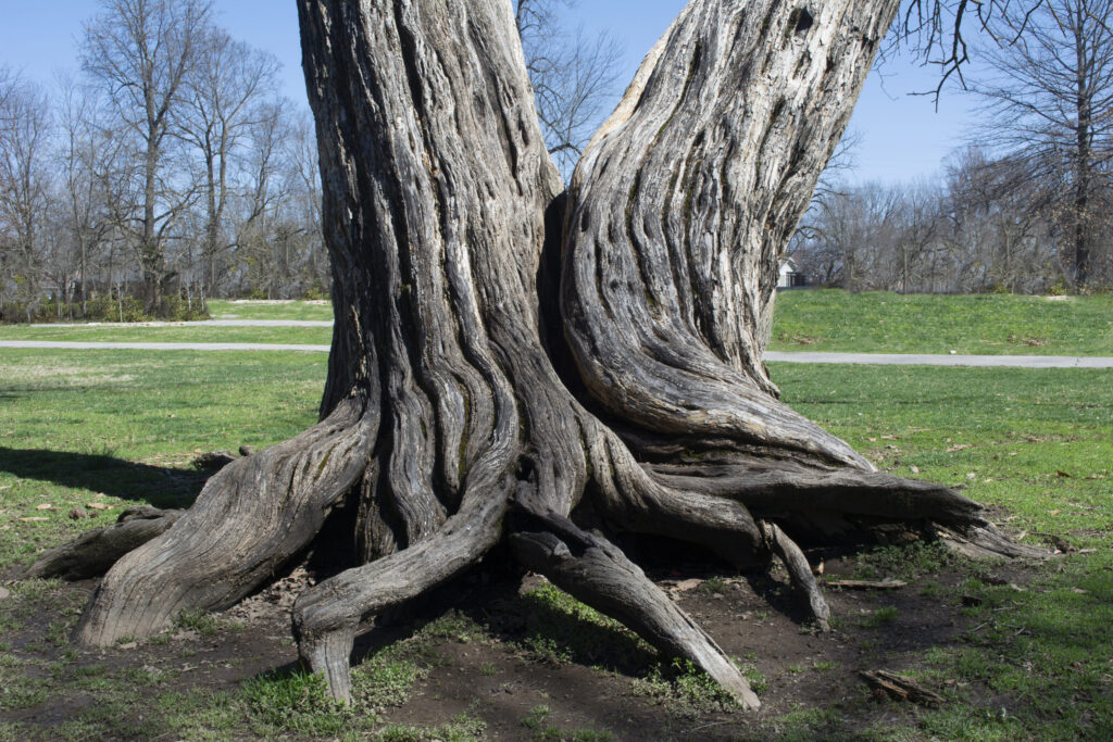tree needs bracing